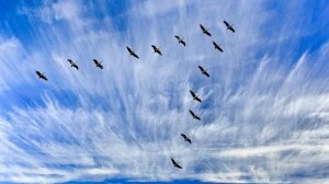 Журавли летят