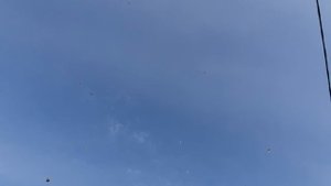 05.11.25 г. Андижанская порода голубей (3)