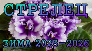 СТРЕЛЕЦ таро прогноз на ЗИМУ 2025-2026 года (декабрь 2025, январь и февраль 2026)