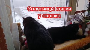 Забавные кошки. Сплетницы кошки у окошка.
