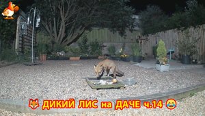 Дикий Лис как дачный питомец кушает по ночам ч.14  🦊❣️😂