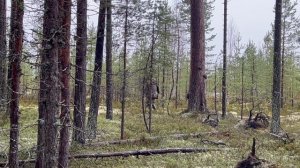 Показываю вековые сосны