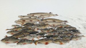 В ЭТОМ МЕСТЕ РЕДКО КТО РЫБАЧИТ.РЫБЫ ТУТ ХВАТАЕТ.ЗИМНЯЯ РЫБАЛКА.