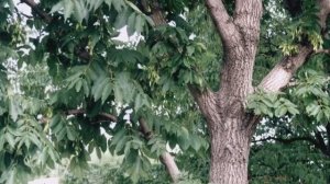 Микола Кондратюк - Ясени