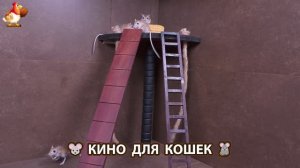 Видео для кошек про крысок развлекать питомцев 🐭🐀😂 (363)