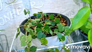 ПРИВОЖУ В ПОРЯДОК ФИТО СТЕНУ.КОМНАТНЫЕ РАСТЕНИЯ(ЦВЕТЫ).