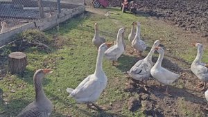 Отличный тёплый денёк, работа по хозяйству, новый телевизор.