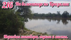 Мертвая капибара, тукан и аисты. На велосипеде по Южной Америке. День 216 Бразилия