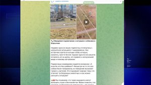 Бездомные собаки – страдальцы или угроза?