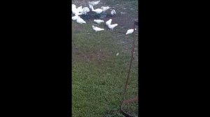 Бакинские голуби 05.11.2025.