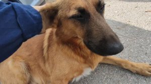 Шланг глотнул