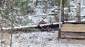 ВЕСТИ С УГОДИЙ -- 13. Пришли еноты наглые !!!