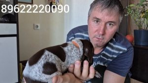 ЩЕНКИ КУРЦХААРА  3-Я НЕДЕЛЯ