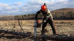 Вальщики леса