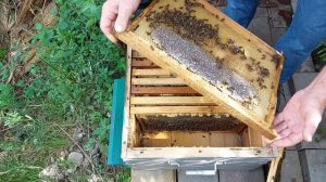 В гостях у начинающего пчеловода.