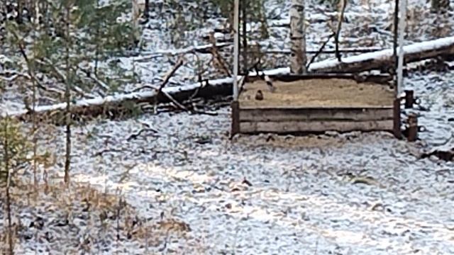 ВЕСТИ С УГОДИЙ -- 12. Сойки сначала прилетели. смотреть онлайн