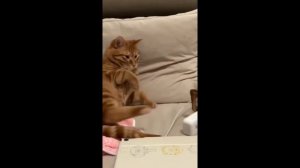 смешные видео про людей