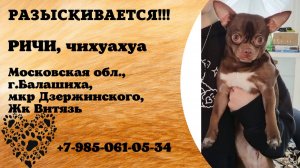 Пропала собака! РИЧИ. Чихуахуа. Московская обл,  г. Балашиха, мкр. Дзержинского, ЖК Витязь