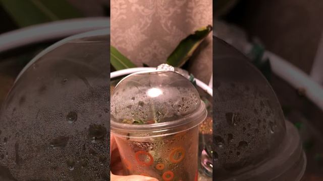 Адаптация клона банан Флорида