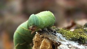 Бражник глазчатый (гусеница)