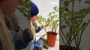 2024.11.02_Обрезка роз осенью. Инструкция от агронома питомника ЁЛЫ-ПАЛЫ