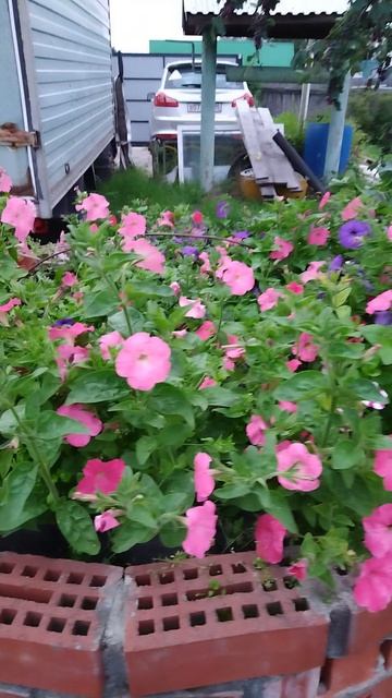 Обзор на огородик. Лето 2025, севера. 3 августа.