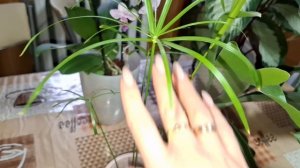 Мои цветочные новинки 😍🪴👌!