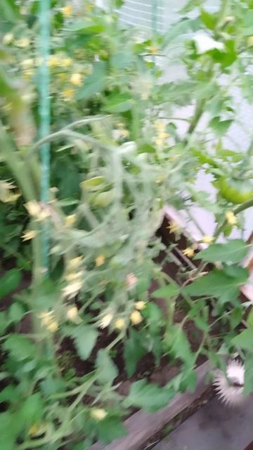 Обзор в малой теплице. Лето 2025, севера, 3 августа.