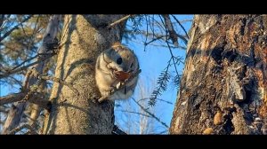 Номинация ПРИРОДА: 2 место «Белочки и орешки» - Елена Кузнецова
