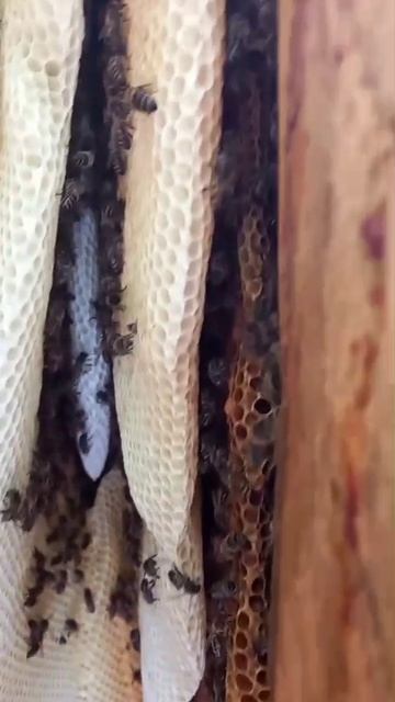 Мухамедьянов