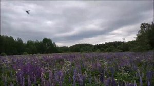 Сделай громче! Лесные звуки и красоты лета 2019