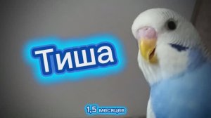 Тиша. 6 дней у нас. Как узнать, что он малыш.