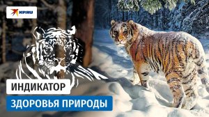«Если в тайге есть тигр, значит, с природой всё в порядке»