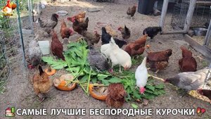 Цыплята и Курочки селяночки лучшие беспородные несушки 🥚 (374)