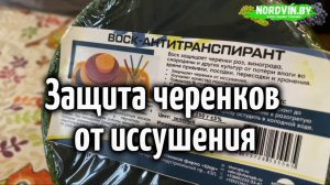 Воск-антитранспирант НПФ «ШАР» для защиты черенков от иссушения.