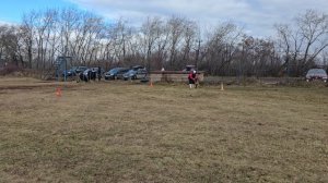 4.  выражено/пож РАБЦУН СИБЕРИАН*С БЭЛЛА (Atze v. Zellwaldrand – Ave Nova Jamina)