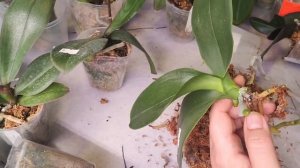 #133 ОрхоVLOG обзор азиатов, когда пересаживаю из мха. Как от корня идёт гниль в шею - наглядно