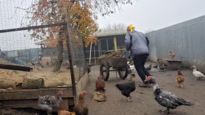 Жизнь в Деревне. Чищу курятник.