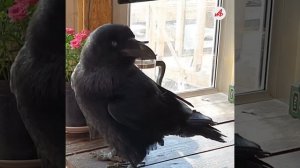 «Карлуша, молодец!»: говорящий ворон из Подмосковья. Такого вы ещё не слышали!