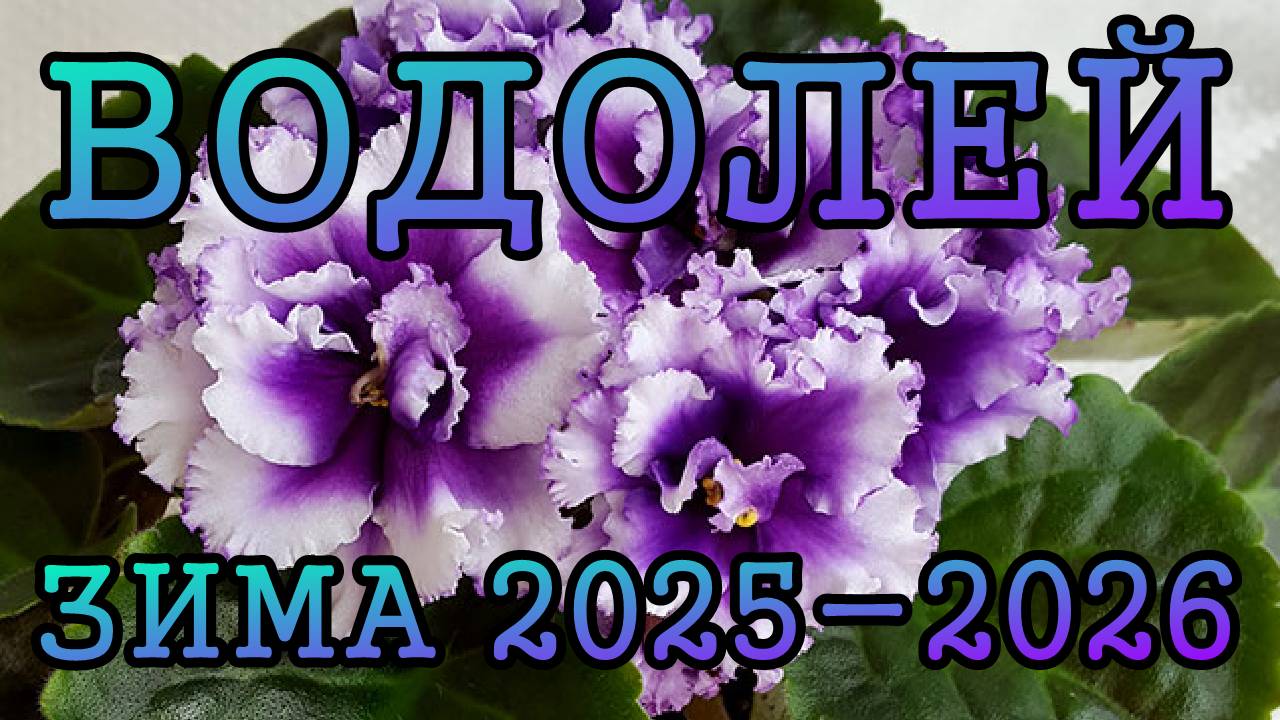 ВОДОЛЕЙ таро прогноз на ЗИМУ 2025-2026 года (декабрь 2025, январь и февраль 2026)