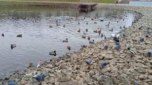 КРАСИВОЕ НОЯБРЬСКОЕ УТРО ПОД ЧУДЕСНУЮ МУЗЫКУ