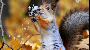 Когда первый снег упал. Белочка радуется