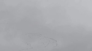 Гуси лебеди