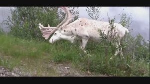 Finland глазами туриста . Финский северный олень . ( Konkin I.)
