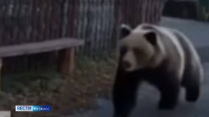 Гуляющий по улицам кузбасского посёлка медведь оказался работой ИИ