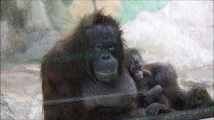 Орангутаны. Бату требует еду у сотрудников и стучит по стеклу, а Мишель заботится о малышке 30.11.25