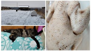 Хозяин дважды не предупреждает 🐔Докукарекался