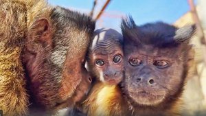 ПРОБЛЕМЫ с шеей и ПОЗВОНОЧНИКОМ! ТРЕВОЖНЫЙ зритель, сообщаем! У МАЛЫША обезьян проблемы с ПРИЧЕСКОЙ!