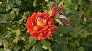 05=11=2025  уни  ПВН   (17)