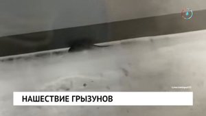 Нашествие грызунов